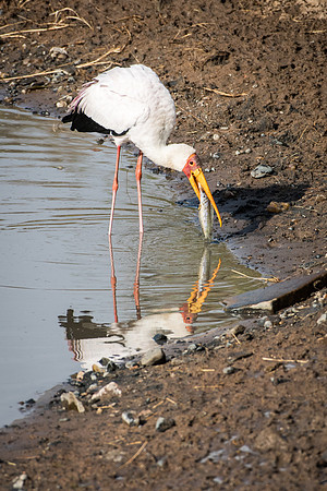 Yellow Billed Stork with Mudfish