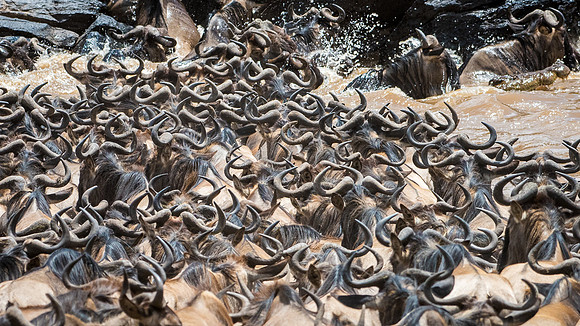Wildebeest Crossing the Mara River -7
