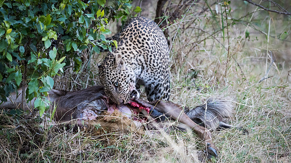 Leopard Eating Wildebeest