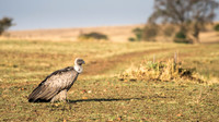 Rüppell's Griffon Vulture