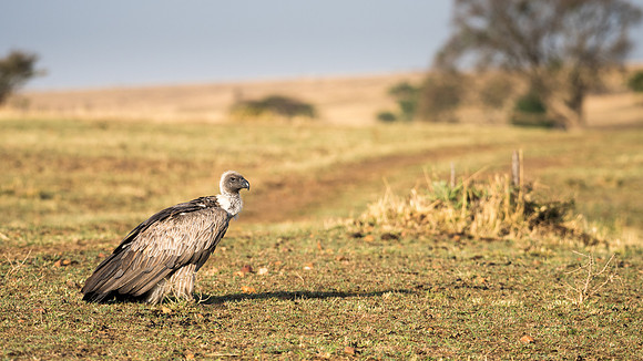 Rüppell's Griffon Vulture