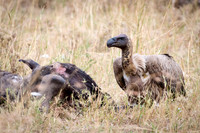 White-backed Vulture