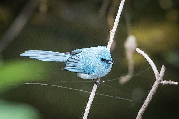African Blue Flycatcher