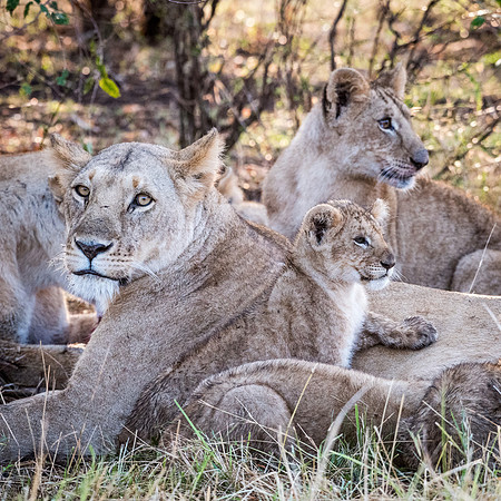Lion Family -2