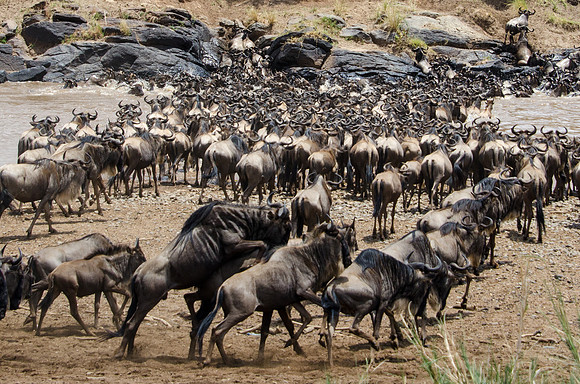 Wildebeest Crossing the Mara River -2