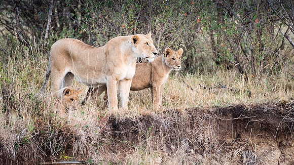 Lion Family -1
