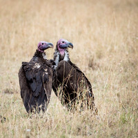 Leppet-faced Vultures