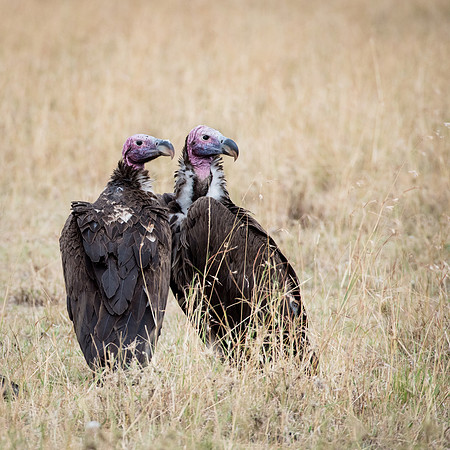 Leppet-faced Vultures
