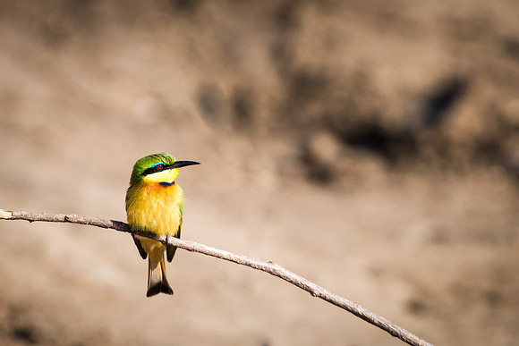 Little Bee Eater -1
