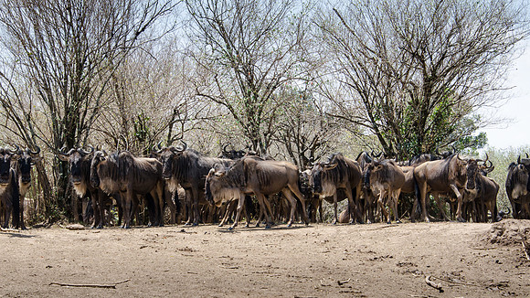 Wildebeest Waiting to Cross the Mara River