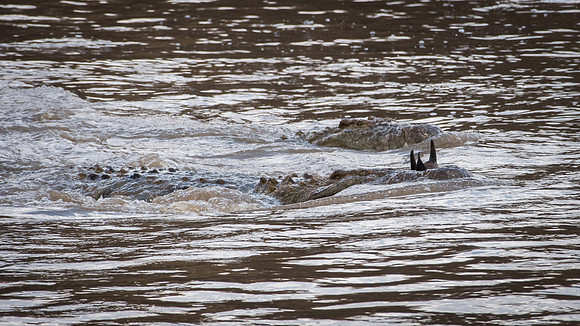 Crocodiles Drowning Wildebeest