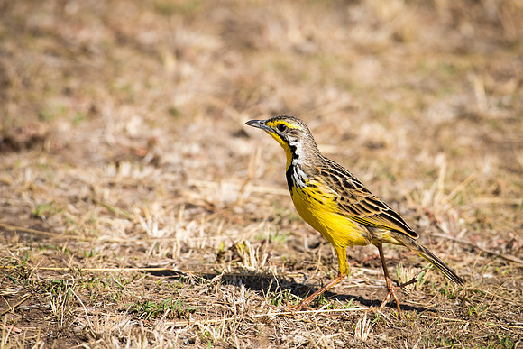 Yellow Throated Longclaw -1