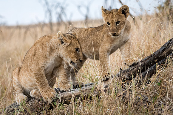 Lions Cubs Playing -2