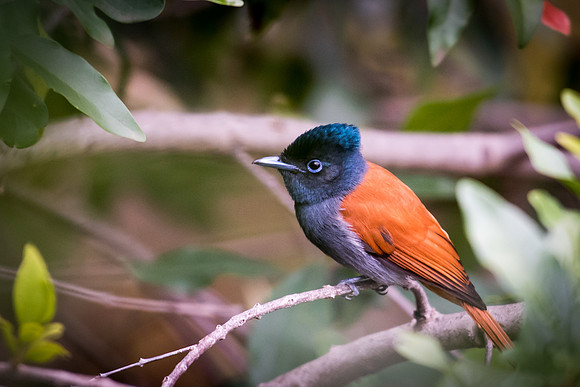 African Paradise Flycatcher