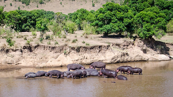 Hippopotamus Group