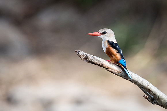 Grey Headed kingfisher