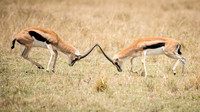 Thomson's Gazelle Fighting -2