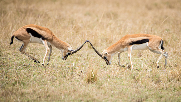 Thomson's Gazelle Fighting -2