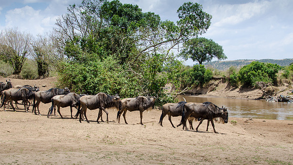 Wildebeest about to Cross the Mara River