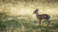 Dik-Dik