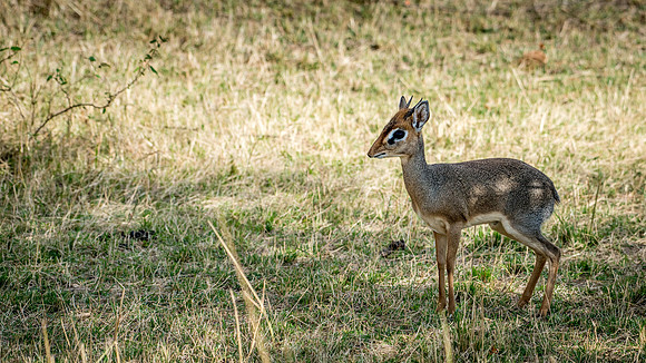 Dik-Dik
