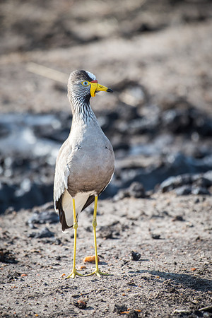 Wattled Lapwing
