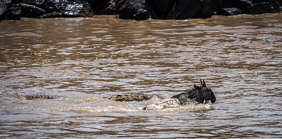 Crocodiles Chasing Wildebeest
