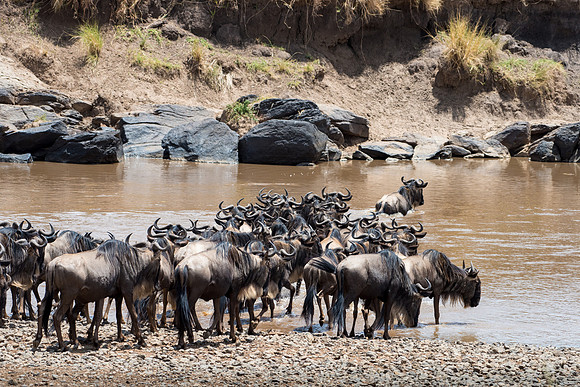 Wildebeest Starting to Cross the Mara River