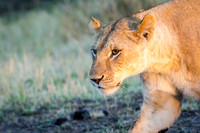 Lioness in the Morning Light -2