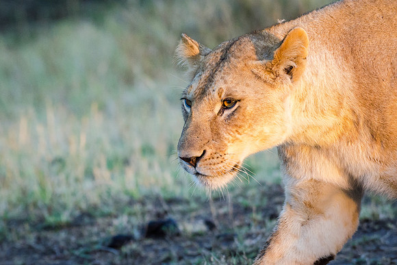 Lioness in the Morning Light -2