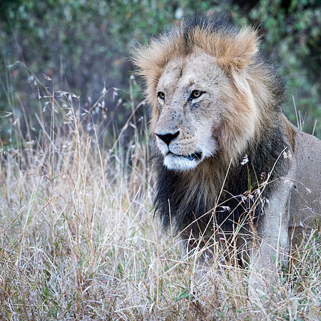 Male Lion