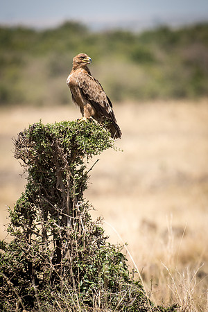 Tawny Eagle -1