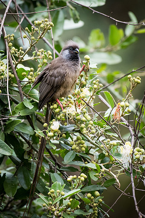 Speckled Mousebird