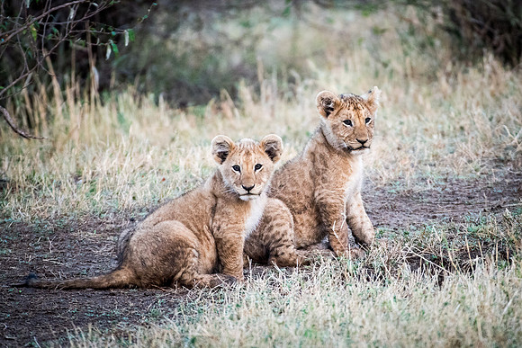 Lion Cubs -2