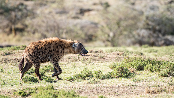 Hyena -1