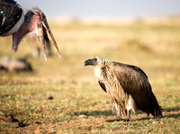 Marabou and Vulture