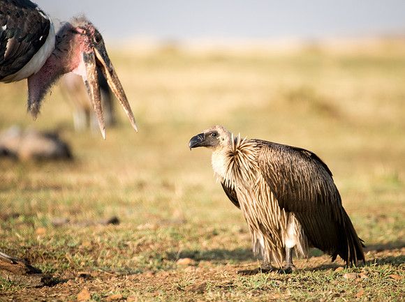 Marabou and Vulture