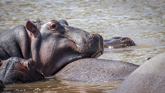 Lazy Hippo