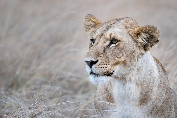 Lioness Portrait -1