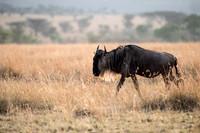 Wildebeest with Sunlight Through Mane - 1