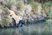 Lioness Retrieving Wildebeest Carcass from River