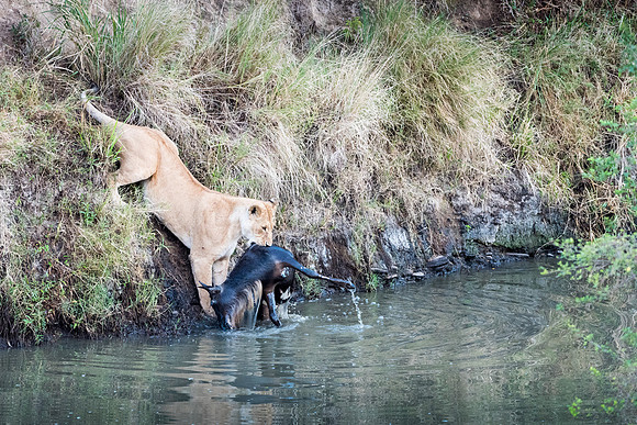 Lioness Retrieving Wildebeest Carcass from River