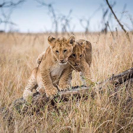 Lions Cubs Playing -1