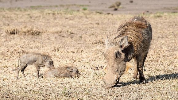 Warthog with Young
