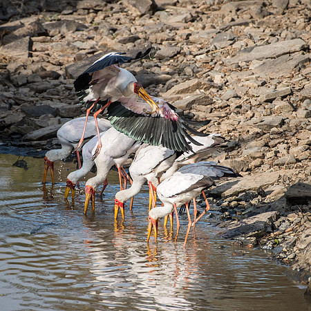 Yellow Billed Storks, One with Fish