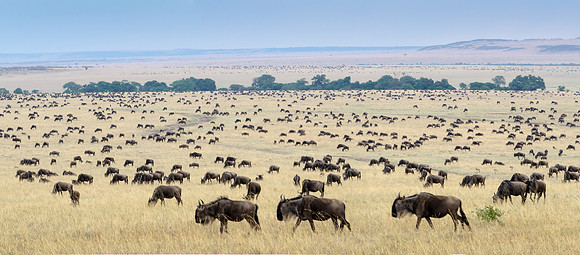 Wildebeest Herd Panorama -2