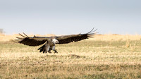 Rüppell's Griffon Vulture Flying