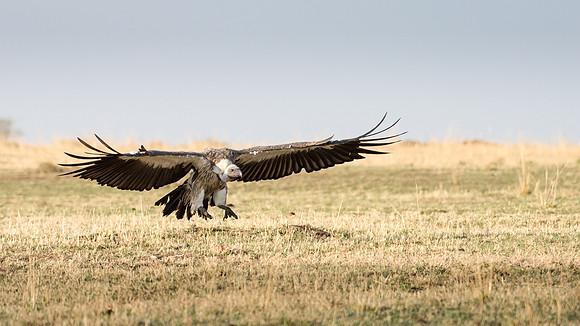 Rüppell's Griffon Vulture Flying