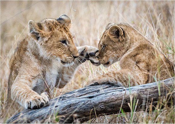 Lions Cubs Playing -4