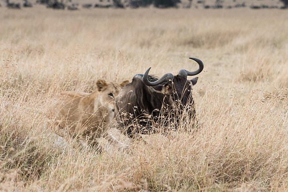 Lion Chasing Wildebeest -1